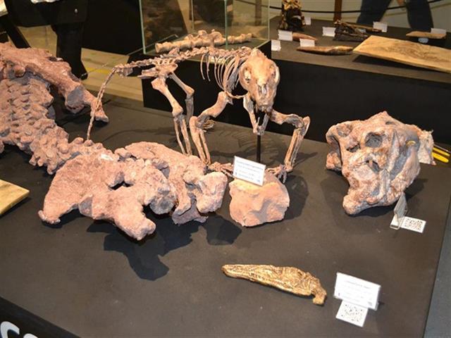 Mostra Paleontológica Irmãos Cargnin