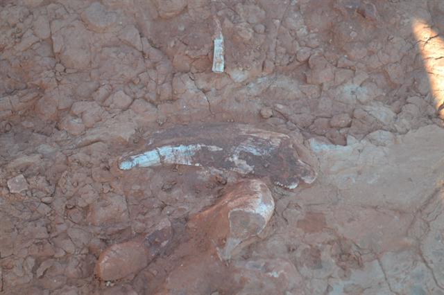 Dinossauro de 230 milhões de anos foi encontrado em Polêsine