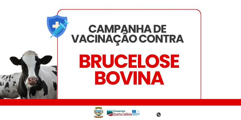 Município realiza campanha de vacinação contra a Brucelose Bovina