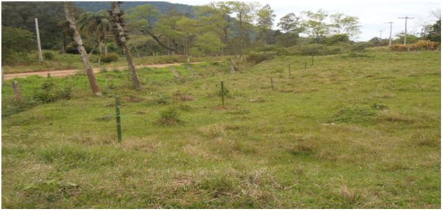 Projeto arborização estrada municipal Ribeirão/Vale Vêneto