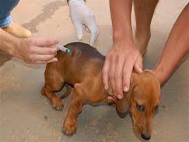 Vacinação  Contra a Raiva de cães e gatos