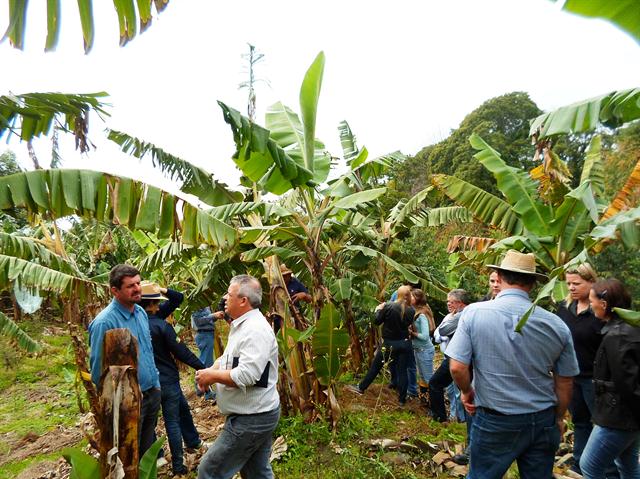 Técnicos da Emater de Polêsine e de Faxinal participaram de evento sobre produção orgânica de banana